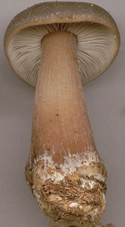 Rhodocollybia butyracea
