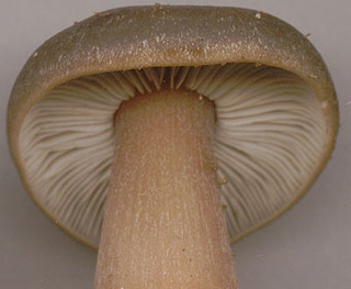 Rhodocollybia butyracea