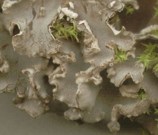 Peltigera rufescens