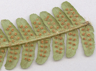 Dryopteris filix-mas x affinis = D. x complexa