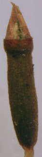 Tetraphis pellucida