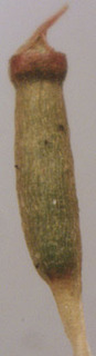 Tetraphis pellucida