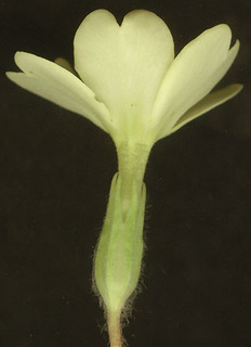 Primula vulgaris
