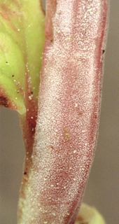 Exobasidium myrtilli