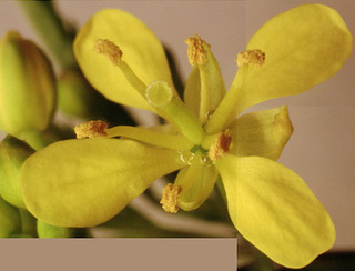 Rorippa sylvestris x amphibia = R. x anceps