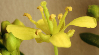 Rorippa sylvestris x amphibia = R. x anceps