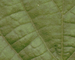 Tilia platyphyllos x cordata = T. x europaea