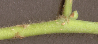 Tilia platyphyllos x cordata = T. x europaea