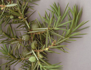 Juniperus communis ssp communis