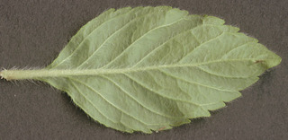 Mentha arvensis x spicata = M. x gracilis