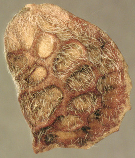 Onobrychis viciifolia