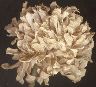 Peronospora violacea