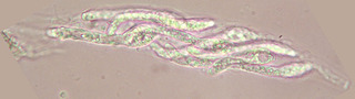 Cercophora coprophila