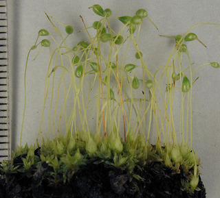 funaria plant