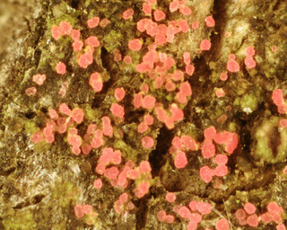 Marchandiomyces corallinus