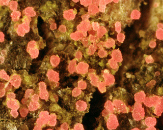 Marchandiomyces corallinus