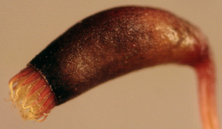 Pseudoscleropodium purum