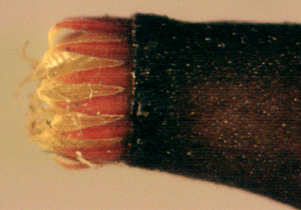 Pseudoscleropodium purum