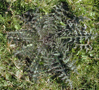 Cirsium palustre