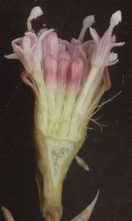 Petasites hybridus 'male'
