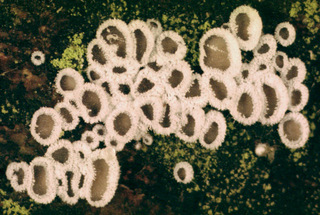 Lachnella alboviolascens