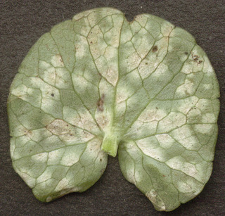 Entyloma ficariae