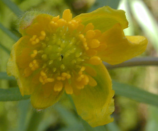 Ranunculus auricomus