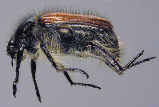 Phyllopertha horticola