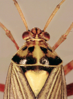 Rhabdomiris striatellus