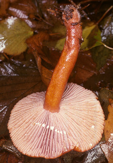 Lactarius aurantiacus