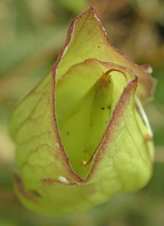 Calystegia silvatica ssp disjuncta