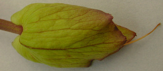 Calystegia silvatica ssp disjuncta