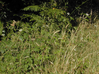 Torilis japonica