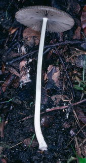 Parasola leiocephala