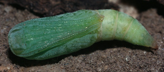 Gandaritis pyraliata