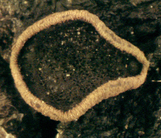 Lanzia echinophila