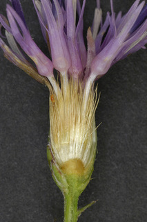 Serratula tinctoria