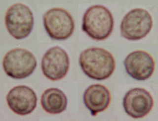 Crepidotus cesatii