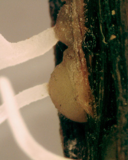 Typhula crassipes