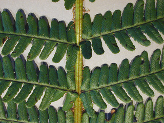 Dryopteris filix-mas x affinis = D. x complexa