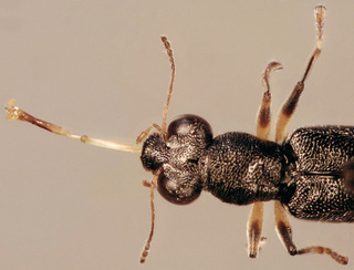 Stenus cicindeloides