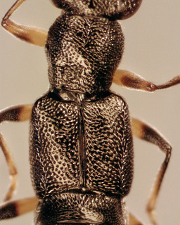 Stenus cicindeloides
