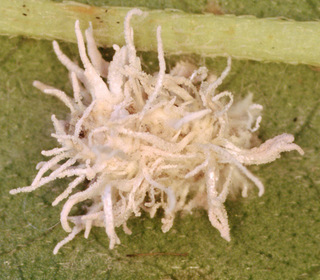 Torrubiella arachnophila var leiopus