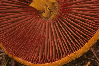 Cortinarius semisanguineus