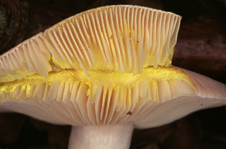 Lactarius chrysorrheus