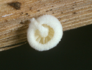 Crepidotus epibryus