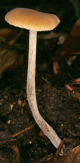 Naucoria amarescens