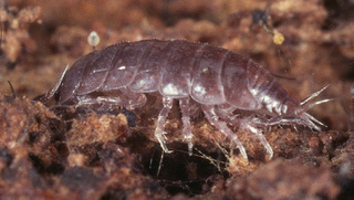 Trichoniscus pusillus