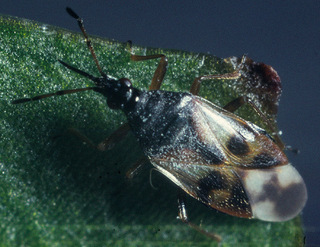 Anthocoris nemorum