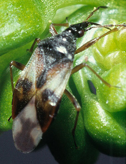 Anthocoris nemorum